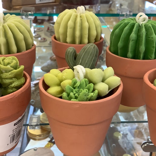 succulent candles Succulent Candles
