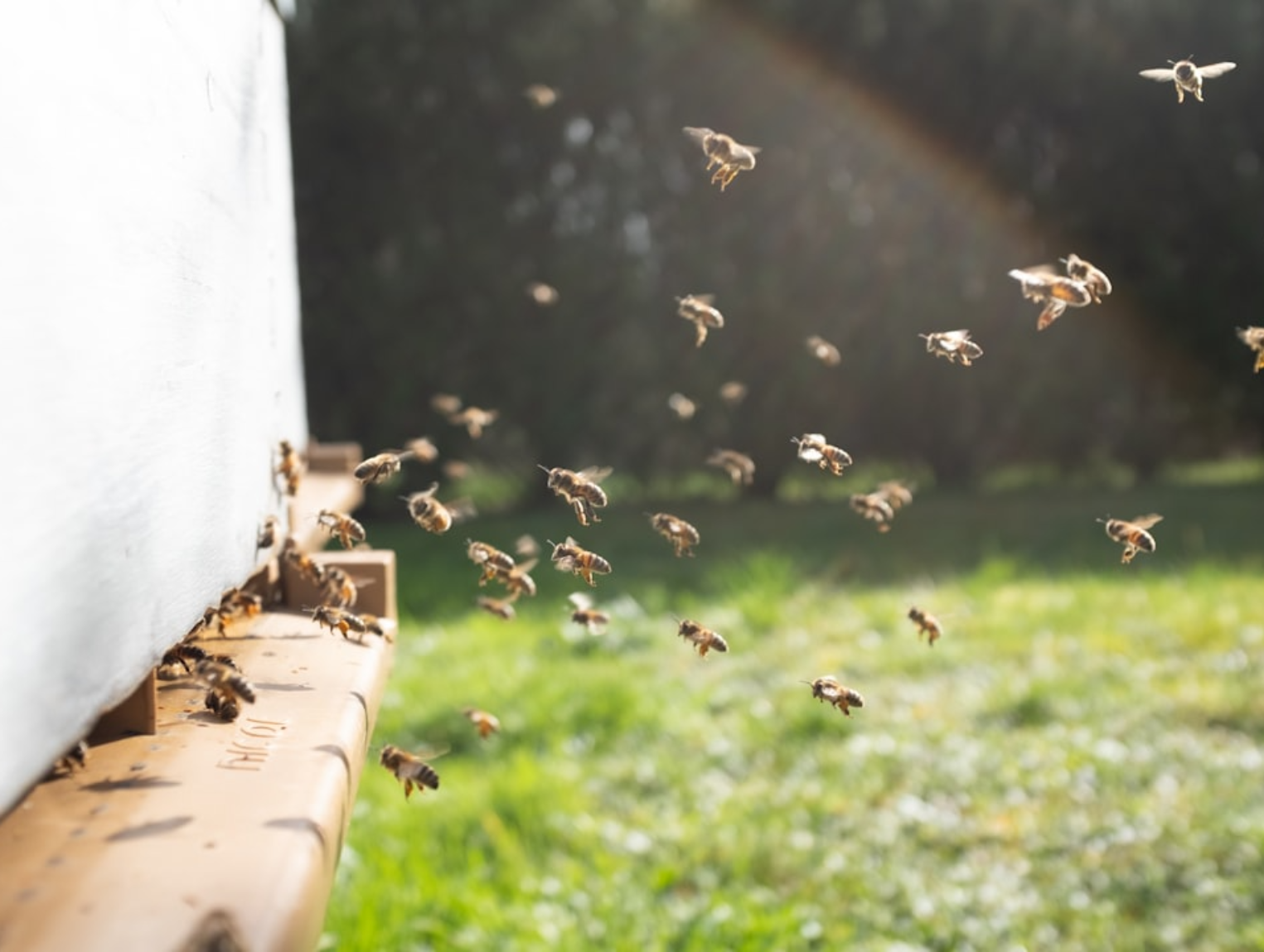 Bees flying to a hive box with green grass behind them
